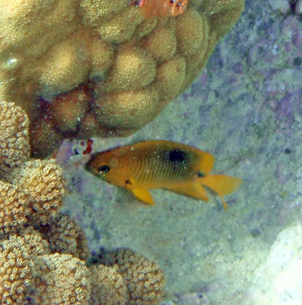 Threespot Damselfish Juv