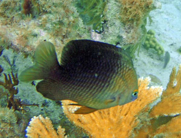 Threespot Damselfish g