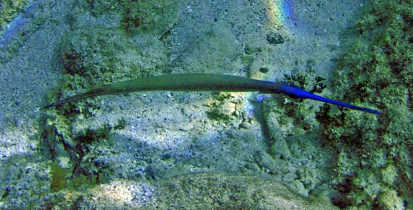 Trumpetfish (Gr-Blue)