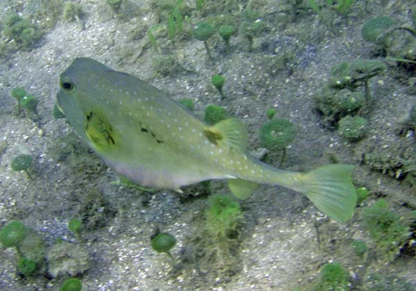 Trunkfish b