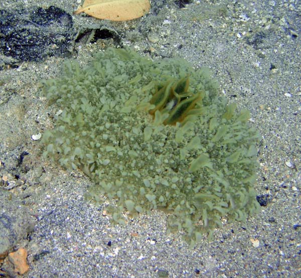 Upsidedown Jellyfish