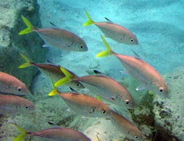 Yellow Jack