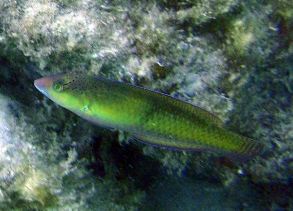 Yellowcheek Wrasse