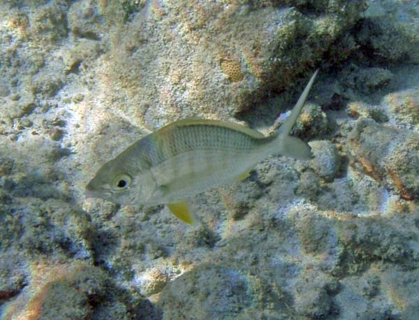 Yellowfin Mojarra