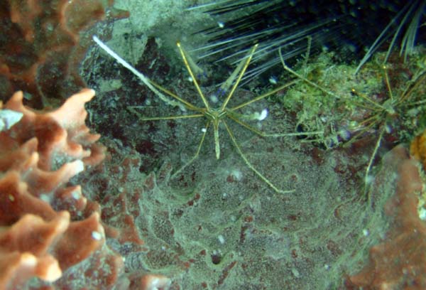 Yellowline Arrow Crab