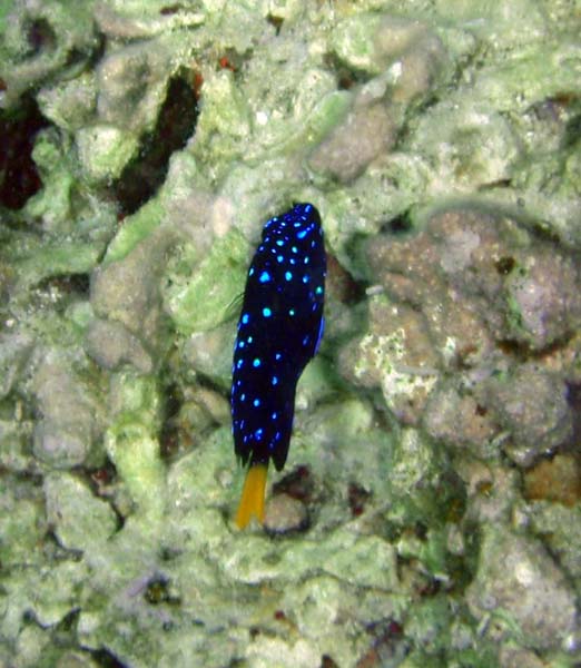 Yellowtail Damselfish Juv b