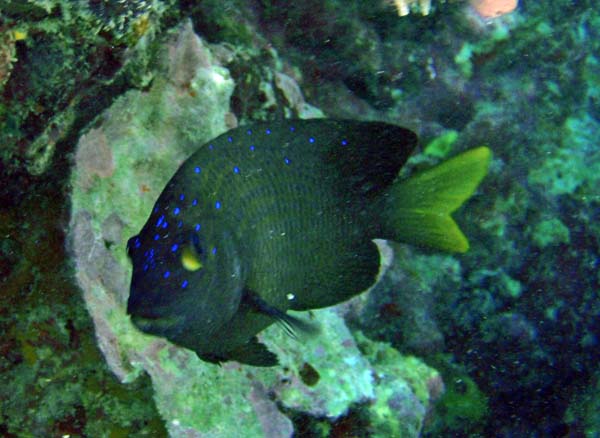 Yellowtail Damselfish M