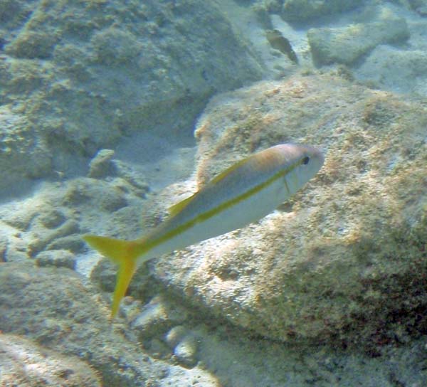 Yellowtail Snapper
