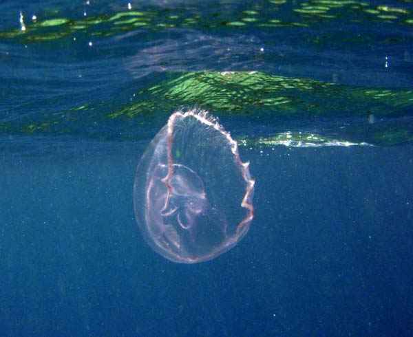 moon jellyfish