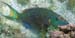 Cleaning Goby on Parrotfish
