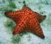 Cushion Sea Star