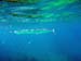 Flat Needlefish