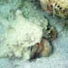 Giant Hermit Crab