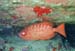 Glass-Eyed Snapper m