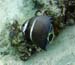 Gray Angelfish J.