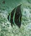 Gray Angelfish Juv m