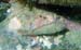 Green Razorfish