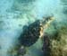 Hawksbill Sea Turtle m