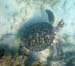 Hawksbill Sea Turtle n