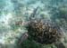 Hawksbill Sea Turtle o