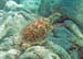 Hawksbill Seaturtle