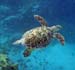Hawksbill Seaturtlec
