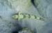 Lizardfish (S)