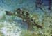 Marbled Grouper