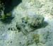 Muchroom Scorpionfish b