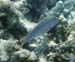 Mutton Snapper