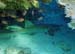 Nurse Shark