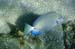 Ocean Surgeonfish