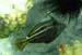 Orangespotted Filefish b