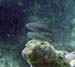 Painted Wrasse