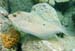 Peacock Flounder b