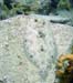 Peacock Flounder d