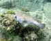 Porcupinefish