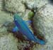 Princess Parrotfish 
