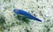 Princess Parrotfish n