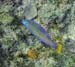 Puddingwife Juv