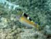 Puddingwife