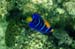 Queen Angelfish Juv