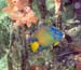 Queen Angelfish a