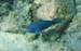 Queen Parrotfish n