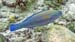 Queen Parrotfish