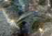Rainbow Wrasse