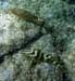 Red Hind & Nassau Grouper