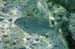 Red Porgy