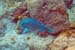 Redtail Parrotfish