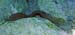 Reticulate Moray Eel